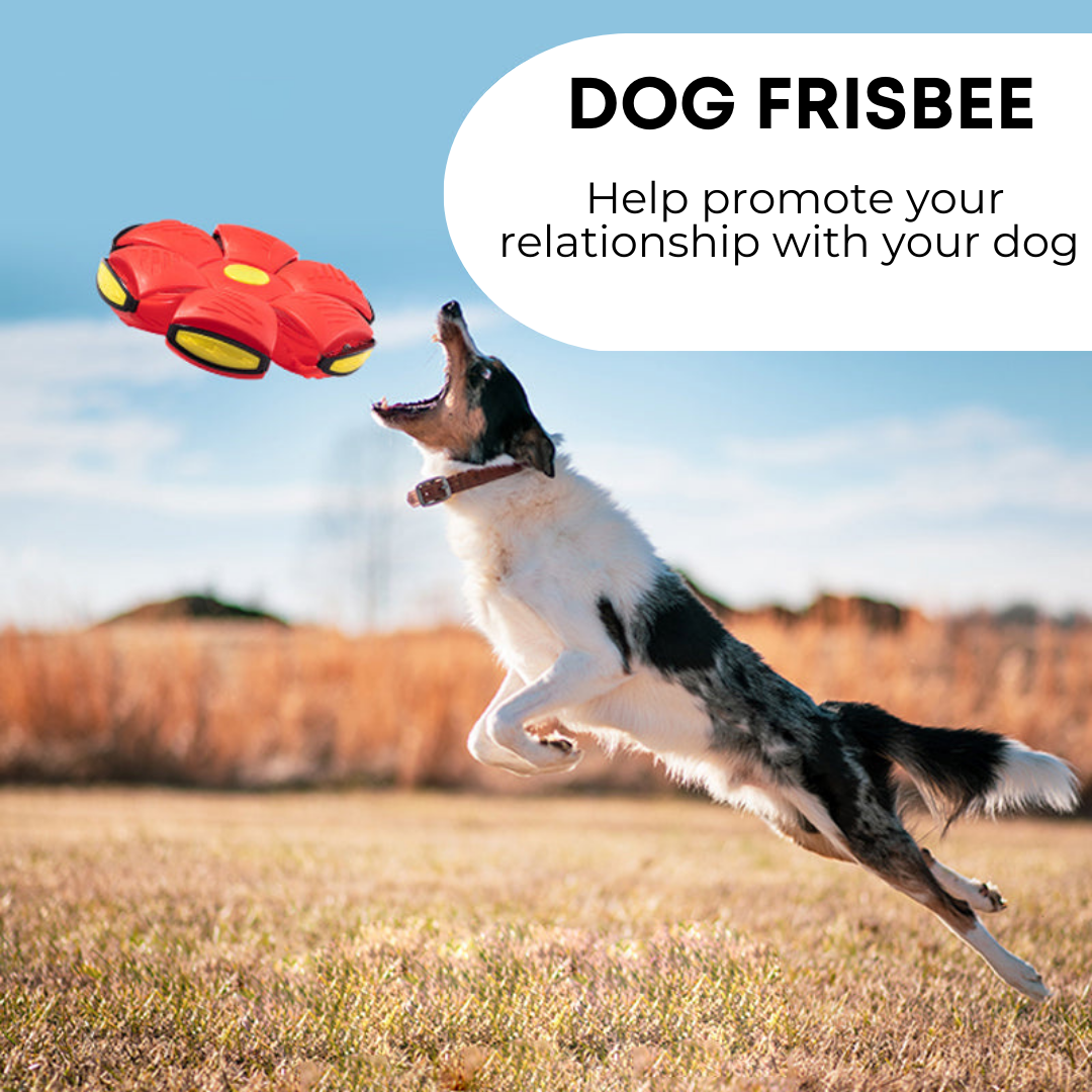 Hundefrisbee